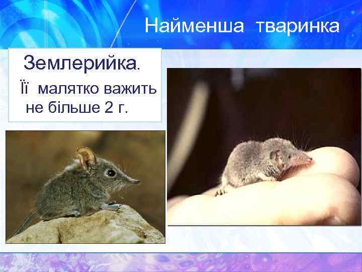 Найменша тваринка Землерийка. Її малятко важить не більше 2 г. 