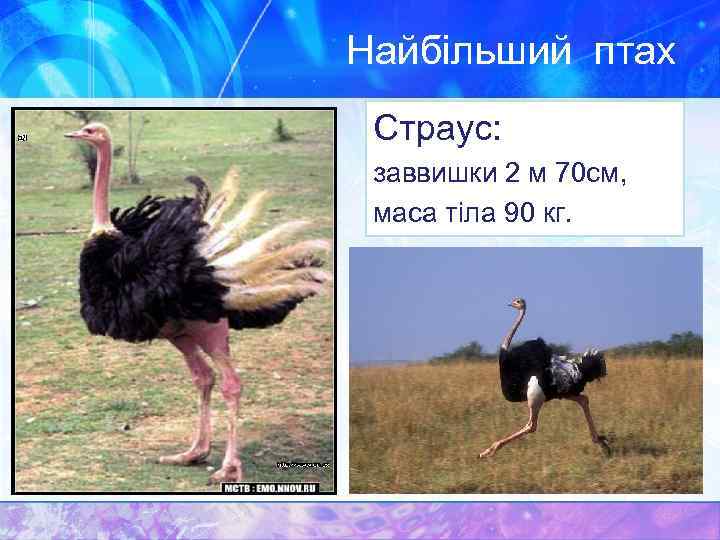 Найбільший птах Страус: заввишки 2 м 70 см, маса тіла 90 кг. 