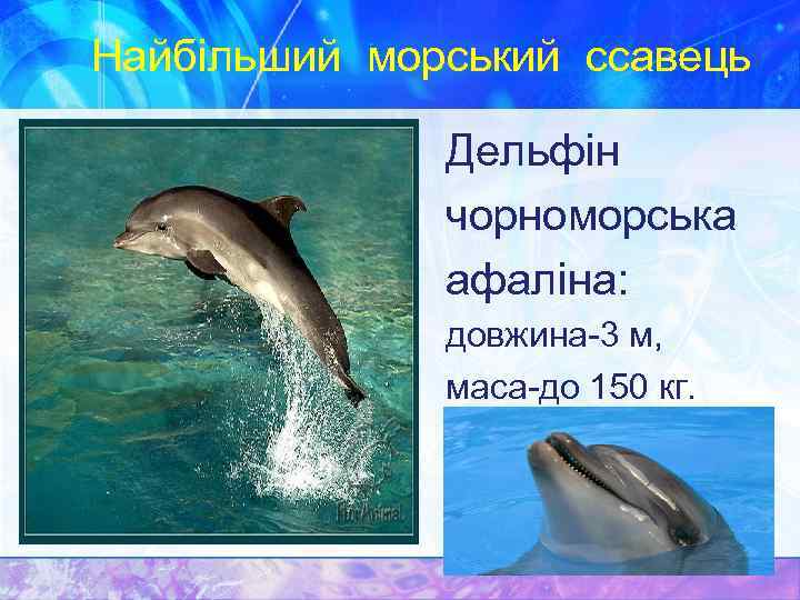 Найбільший морський ссавець Дельфін чорноморська афаліна: довжина-3 м, маса-до 150 кг. 