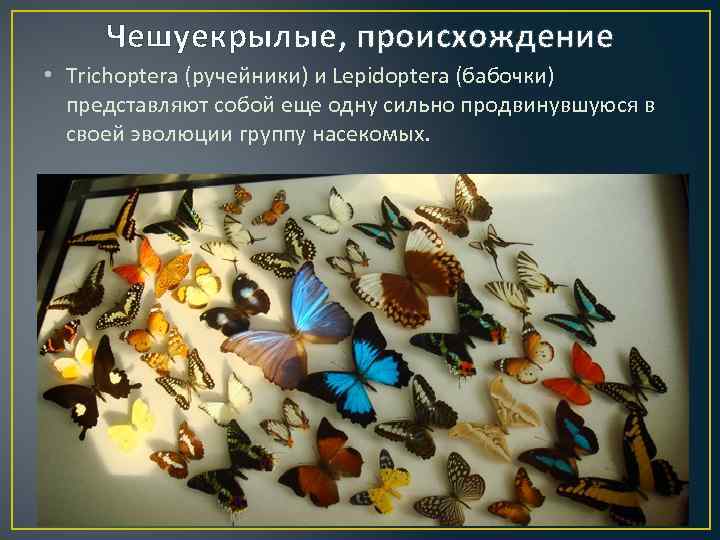 Чешуекрылые, происхождение • Trichoptera (ручейники) и Lepidoptera (бабочки) представляют собой еще одну сильно продвинувшуюся