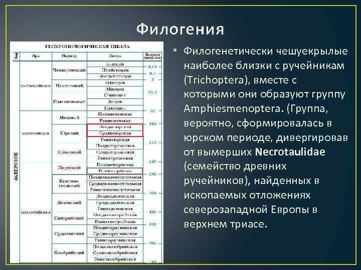 Филогения • Филогенетически чешуекрылые наиболее близки с ручейникам (Trichoptera), вместе с которыми они образуют