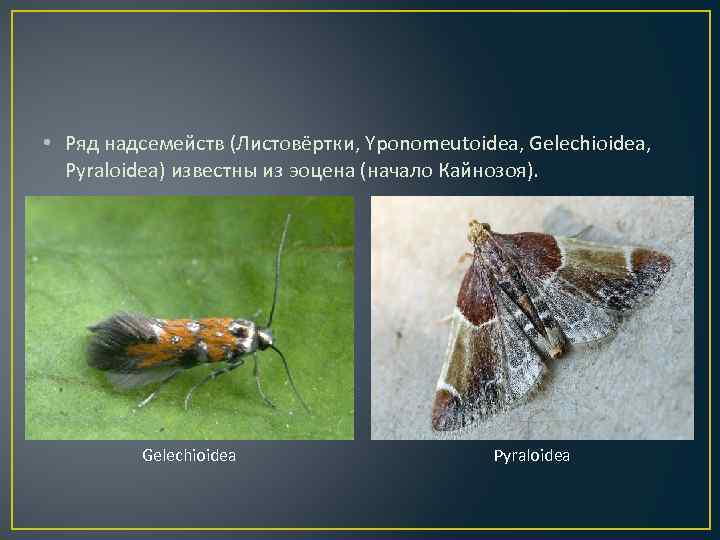  • Ряд надсемейств (Листовёртки, Yponomeutoidea, Gelechioidea, Pyraloidea) известны из эоцена (начало Кайнозоя). Gelechioidea