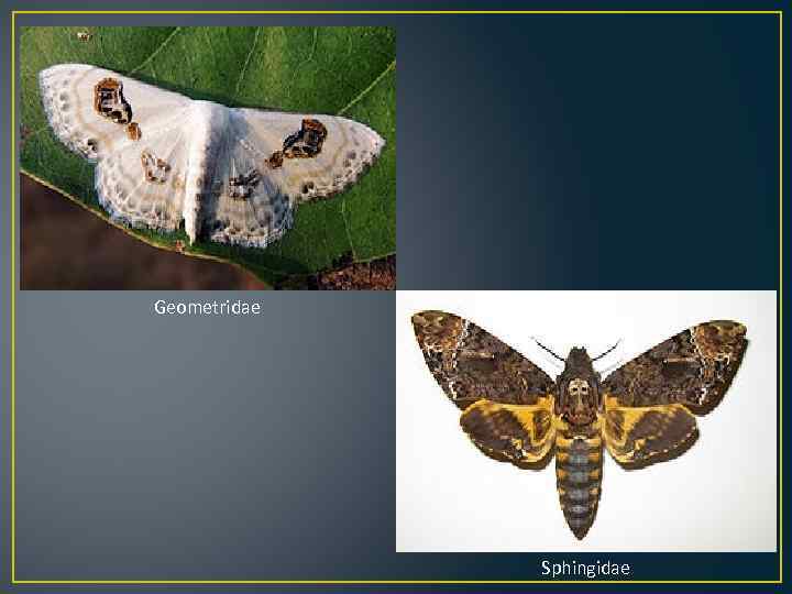 Geometridae Sphingidae 