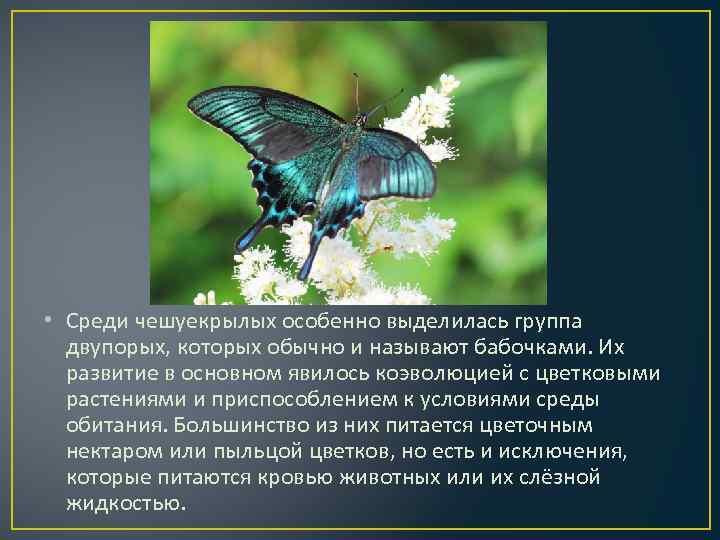  • Среди чешуекрылых особенно выделилась группа двупорых, которых обычно и называют бабочками. Их