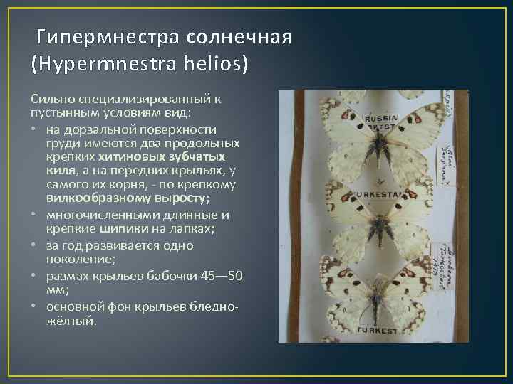  Гипермнестра солнечная (Hypermnestra helios) Сильно специализированный к пустынным условиям вид: • на дорзальной