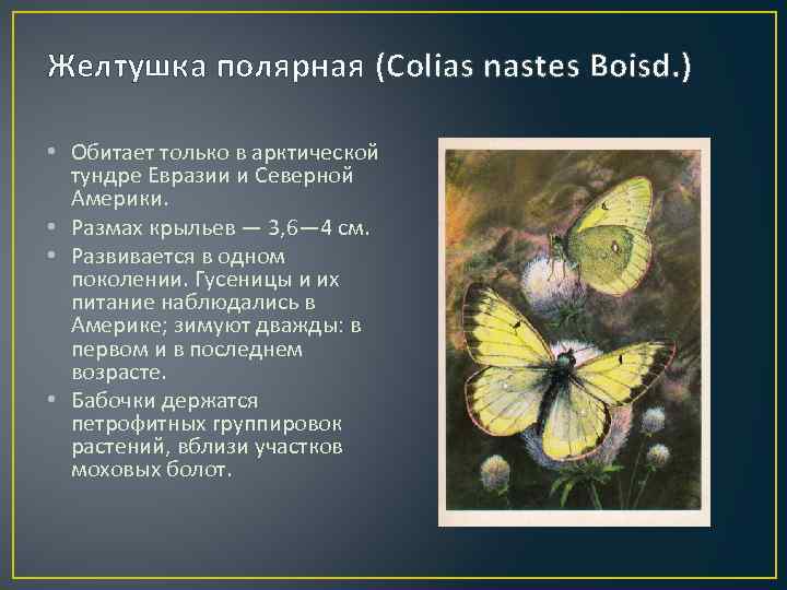 Желтушка полярная (Colias nastes Boisd. ) • Обитает только в арктической тундре Евразии и