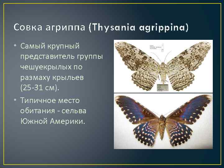 Совка агриппа (Thysania agrippina) • Самый крупный представитель группы чешуекрылых по размаху крыльев (25