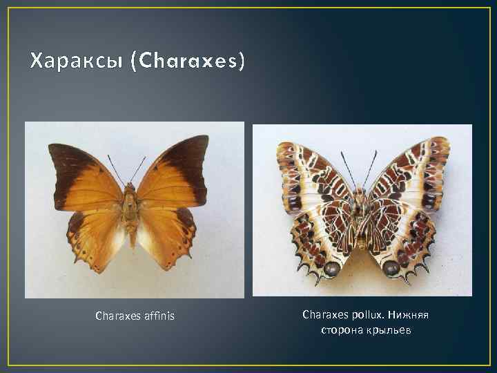 Хараксы (Charaxes) Charaxes affinis Charaxes pollux. Нижняя сторона крыльев 