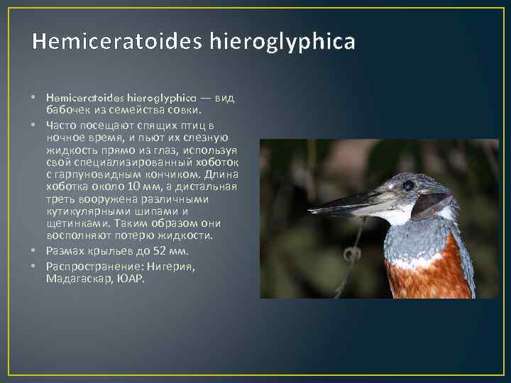 Hemiceratoides hieroglyphica • Hemiceratoides hieroglyphica — вид бабочек из семейства совки. • Часто посещают