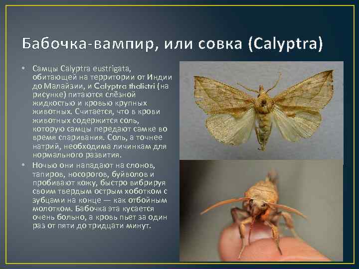 Бабочка-вампир, или совка (Calyptra) • Самцы Calyptra eustrigata, обитающей на территории от Индии до