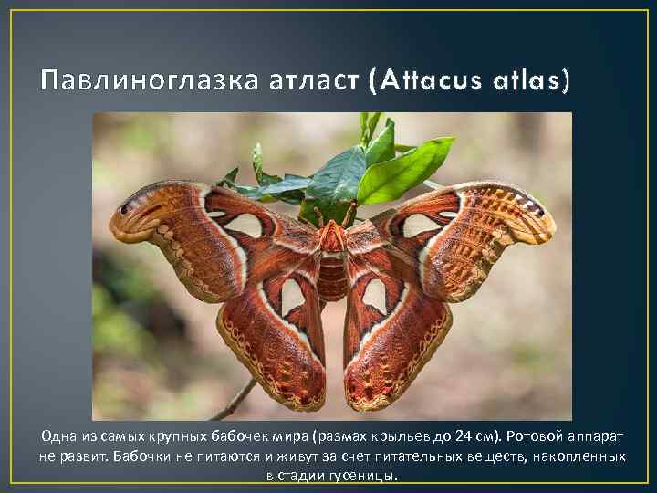 Павлиноглазка атласт (Attacus atlas) Одна из самых крупных бабочек мира (размах крыльев до 24