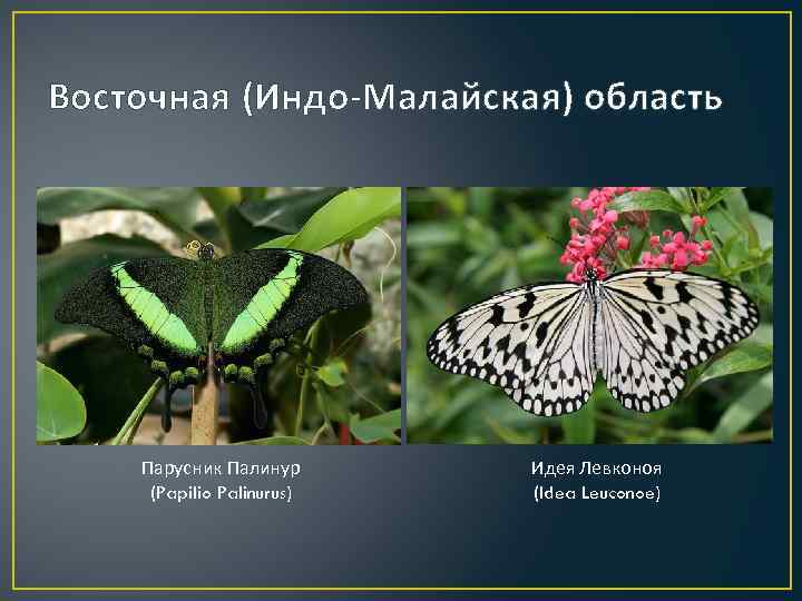 Восточная (Индо-Малайская) область Парусник Палинур (Papilio Palinurus) Идея Левконоя (Idea Leuconoe) 