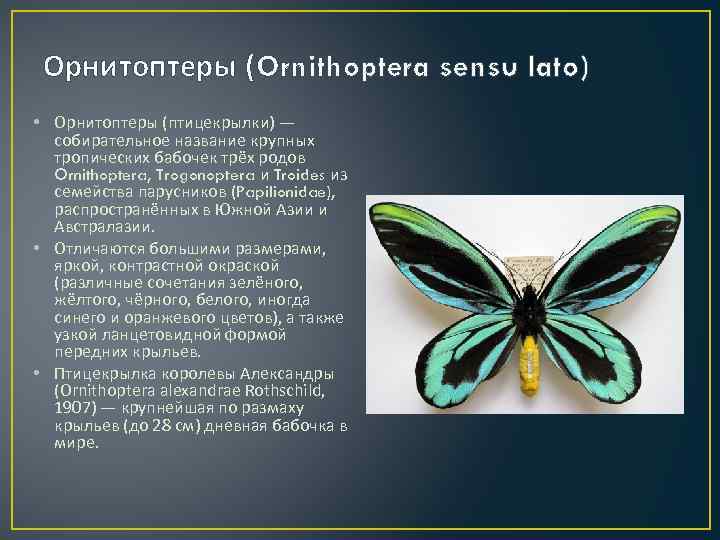 Орнитоптеры (Ornithoptera sensu lato) • Орнитоптеры (птицекрылки) — собирательное название крупных тропических бабочек трёх