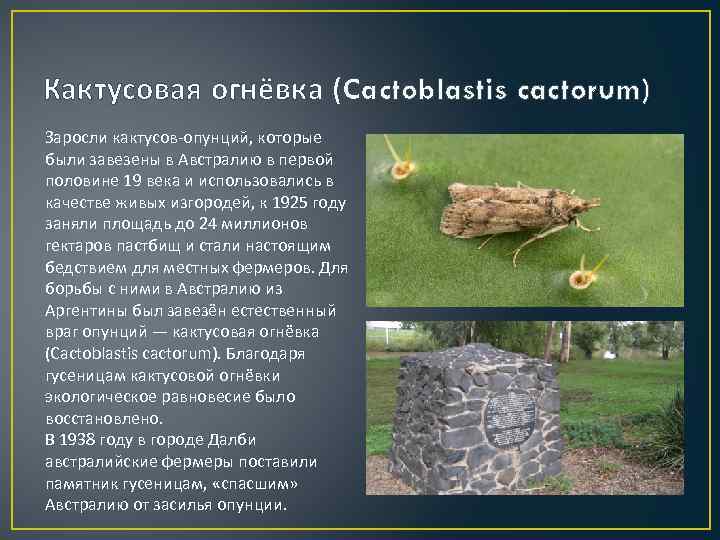 Кактусовая огнёвка (Cactoblastis cactorum) Заросли кактусов-опунций, которые были завезены в Австралию в первой половине