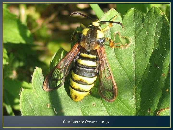 Семейство: Стеклянницы 