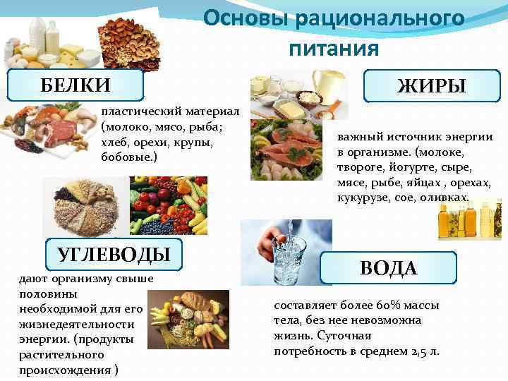 Основы рационального питания БЕЛКИ пластический материал (молоко, мясо, рыба; хлеб, орехи, крупы, бобовые. )