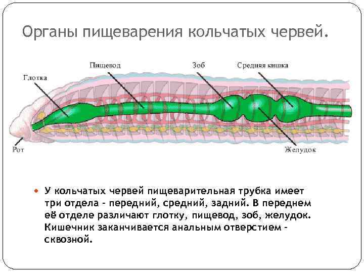 Органы пищеварения кольчатых червей. У кольчатых червей пищеварительная трубка имеет три отдела – передний,