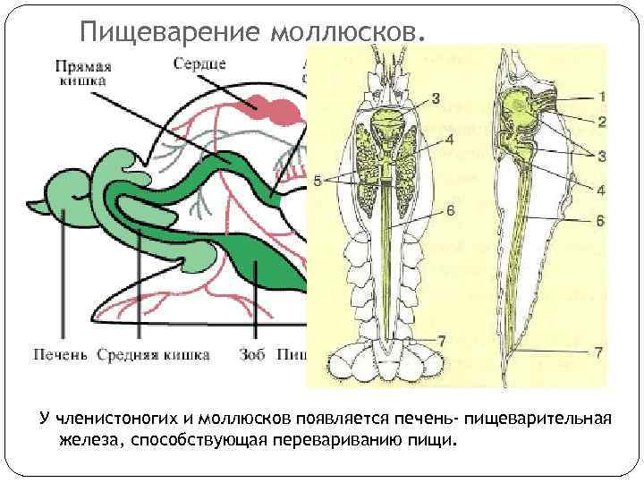 Пищеварение моллюсков. У членистоногих и моллюсков появляется печень- пищеварительная железа, способствующая перевариванию пищи. 