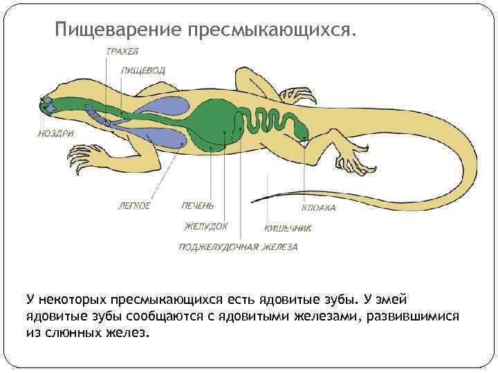 Пищеварение пресмыкающихся. У некоторых пресмыкающихся есть ядовитые зубы. У змей ядовитые зубы сообщаются с