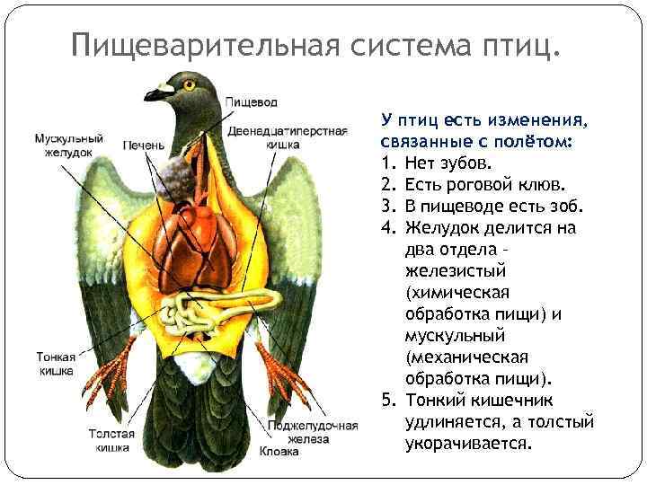 Пищеварительная система птиц. У птиц есть изменения, связанные с полётом: 1. Нет зубов. 2.