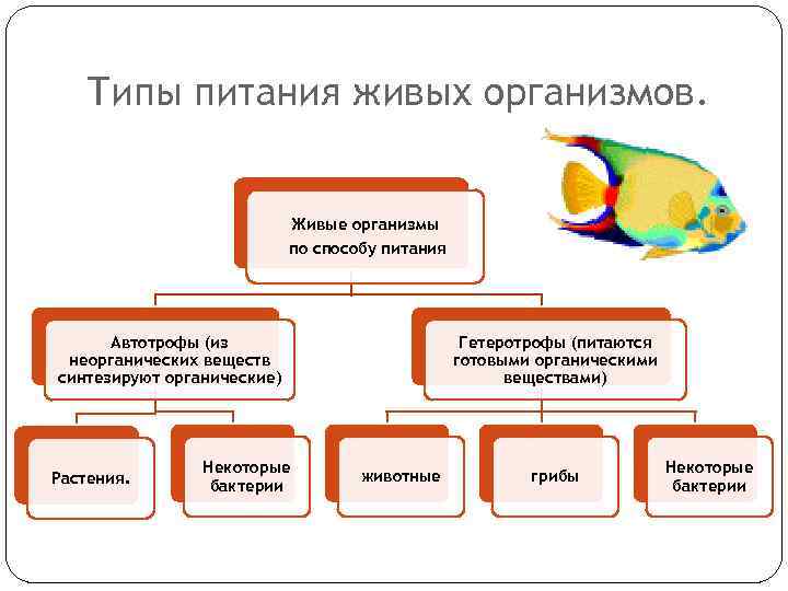 Типы питания живых организмов. Живые организмы по способу питания Автотрофы (из неорганических веществ синтезируют