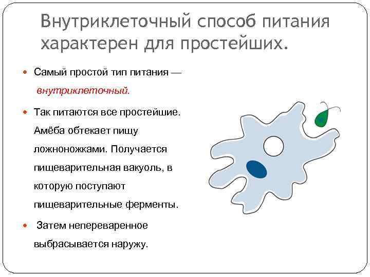 Внутриклеточный способ питания характерен для простейших. Самый простой тип питания — внутриклеточный. Так питаются