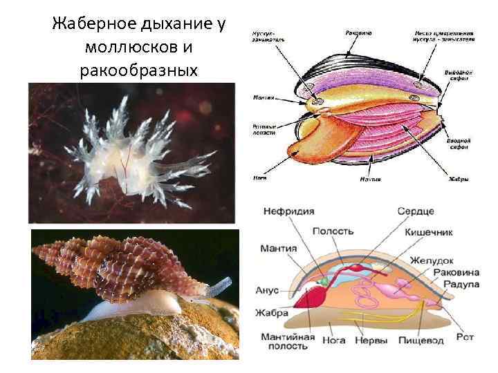 Жаберное дыхание у моллюсков и ракообразных 