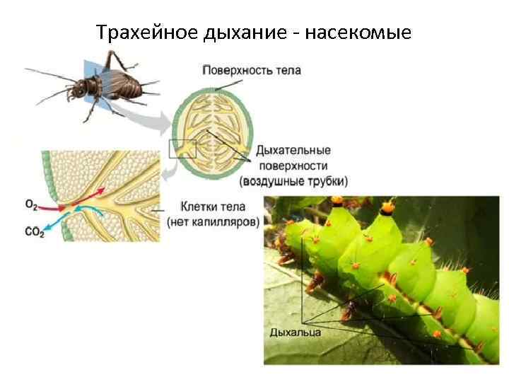 Трахейное дыхание - насекомые 