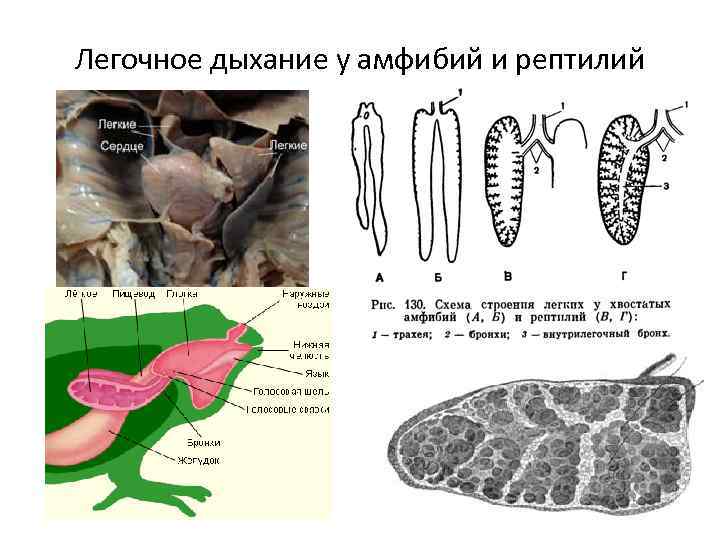 Легочное дыхание у амфибий и рептилий 