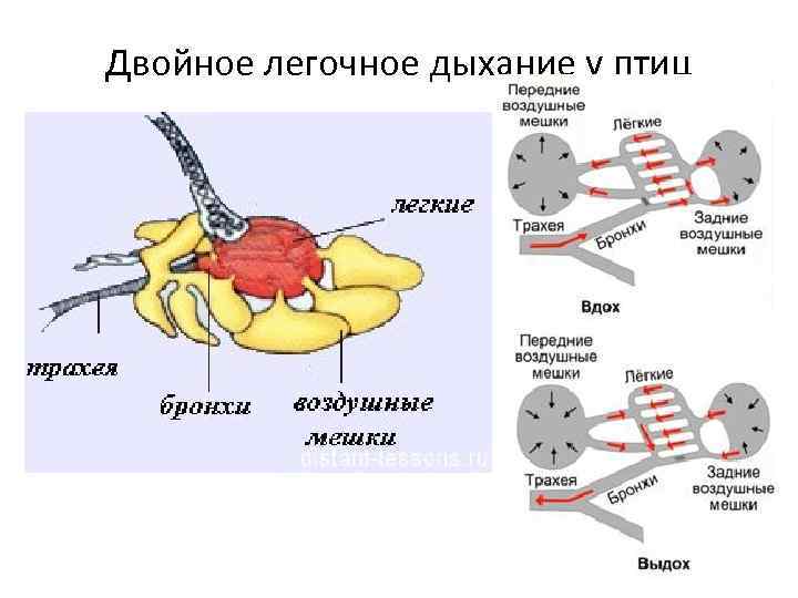 Дыхание диафрагмой схема