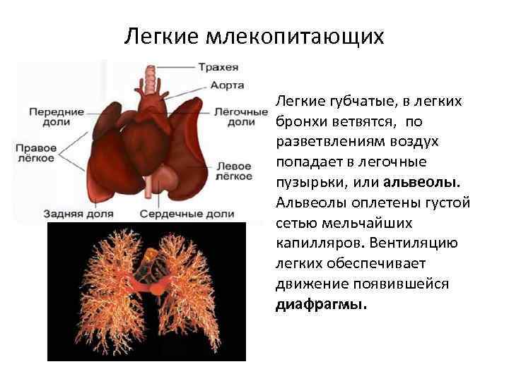 Легкие млекопитающих Легкие губчатые, в легких бронхи ветвятся, по разветвлениям воздух попадает в легочные