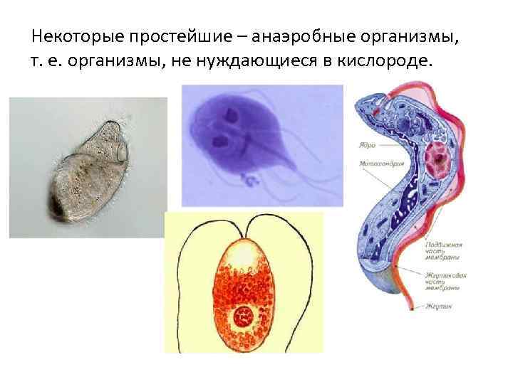 Некоторые простейшие – анаэробные организмы, т. е. организмы, не нуждающиеся в кислороде. 