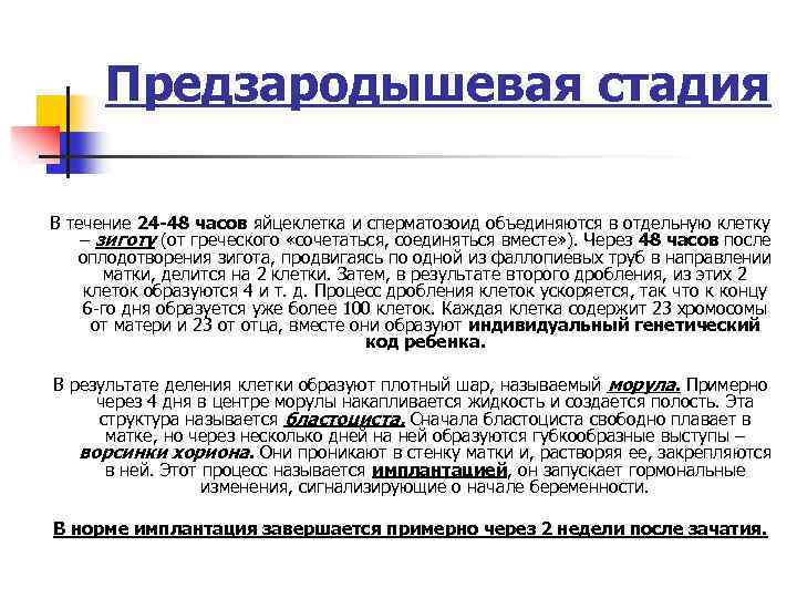 Предзародышевая стадия В течение 24 -48 часов яйцеклетка и сперматозоид объединяются в отдельную клетку