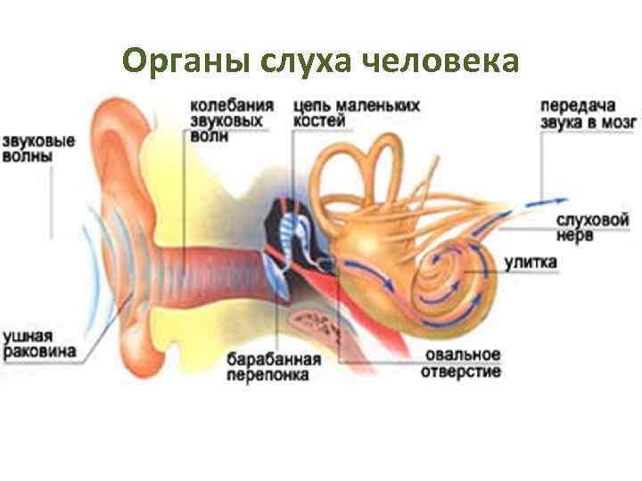 Органы слуха человека 