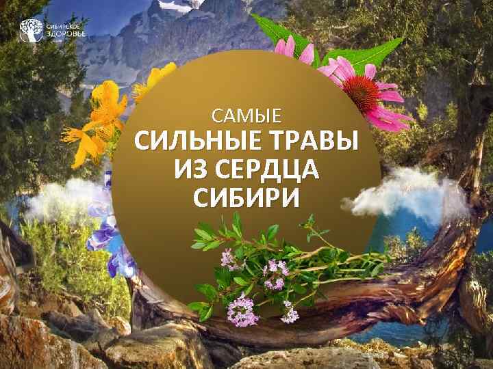 САМЫЕ СИЛЬНЫЕ ТРАВЫ ИЗ СЕРДЦА СИБИРИ 