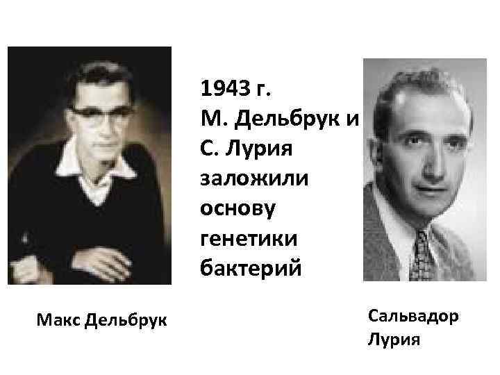 1943 г. М. Дельбрук и С. Лурия заложили основу генетики бактерий Макс Дельбрук Сальвадор