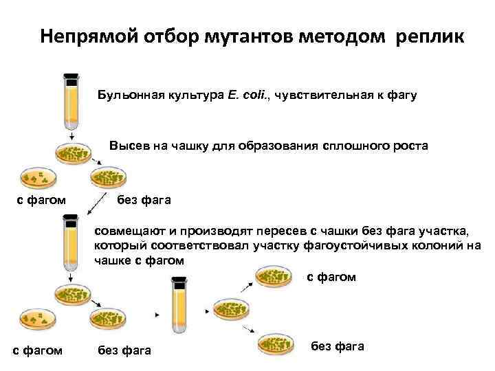 Непрямой отбор мутантов методом реплик Бульонная культура E. coli. , чувствительная к фагу Высев