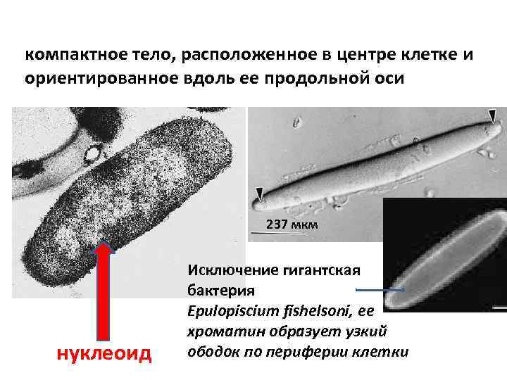 компактное тело, расположенное в центре клетке и ориентированное вдоль ее продольной оси 237 мкм