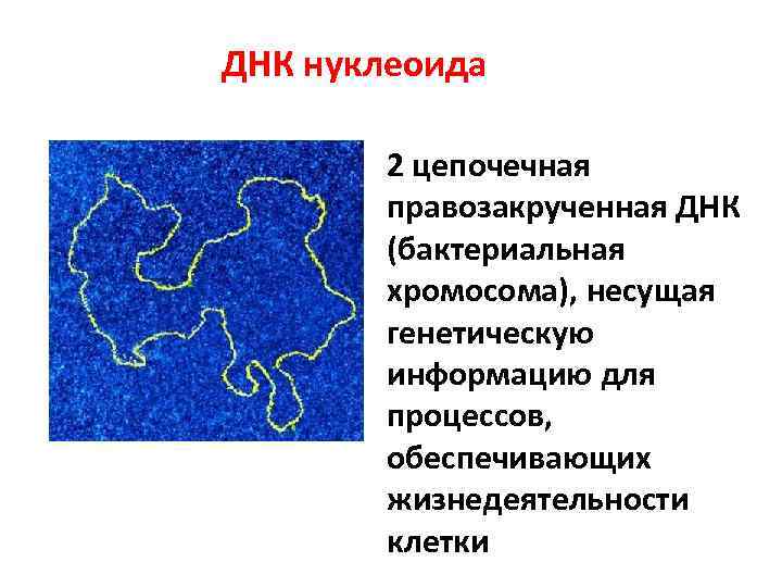 ДНК нуклеоида 2 цепочечная правозакрученная ДНК (бактериальная хромосома), несущая генетическую информацию для процессов, обеспечивающих