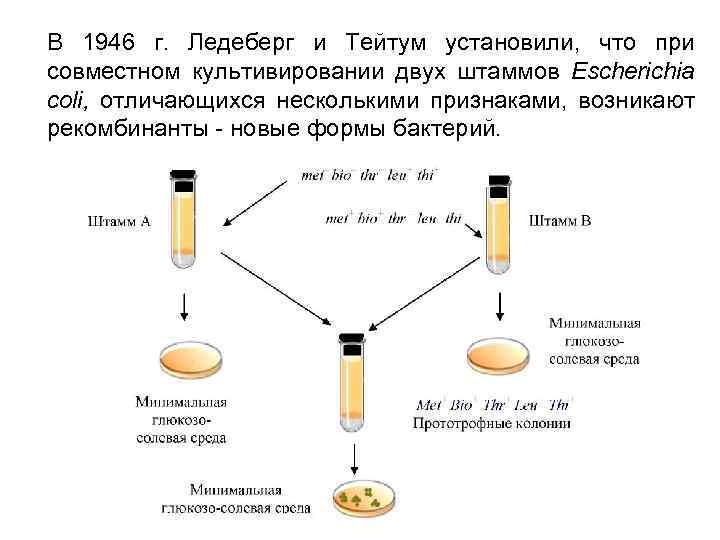 В 1946 г. Ледеберг и Тейтум установили, что при совместном культивировании двух штаммов Escherichia