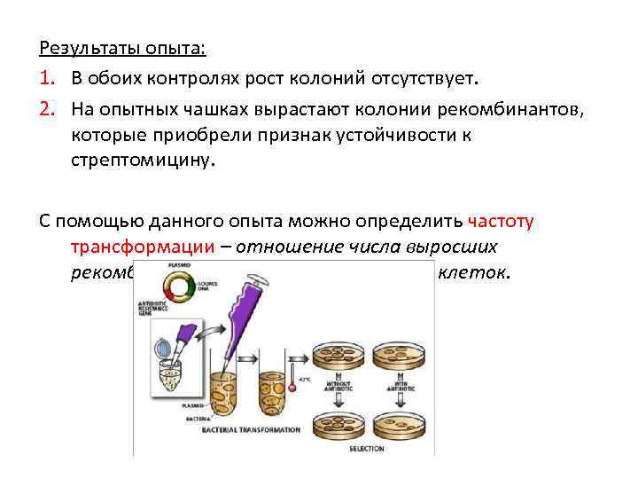 Результаты опыта: 1. В обоих контролях рост колоний отсутствует. 2. На опытных чашках вырастают