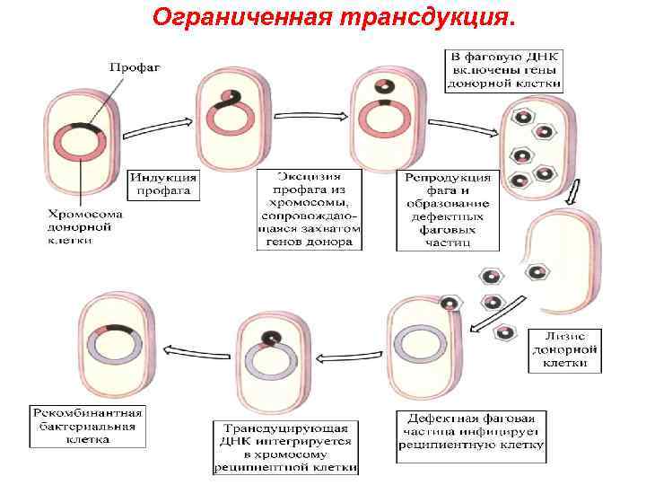 Ограниченная трансдукция. 