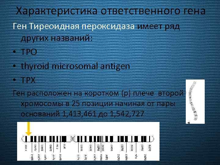 Характеристика ответственного гена Ген Тиреоидная пероксидаза имеет ряд других названий: • TPO • thyroid