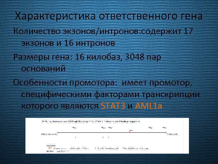 Характеристика ответственного гена Количество экзонов/интронов: содержит 17 экзонов и 16 интронов Размеры гена: 16