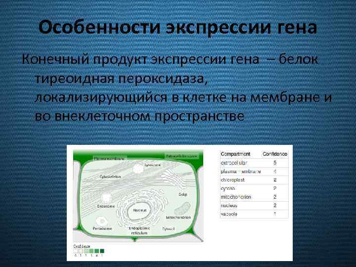 Особенности экспрессии гена Конечный продукт экспрессии гена – белок тиреоидная пероксидаза, локализирующийся в клетке