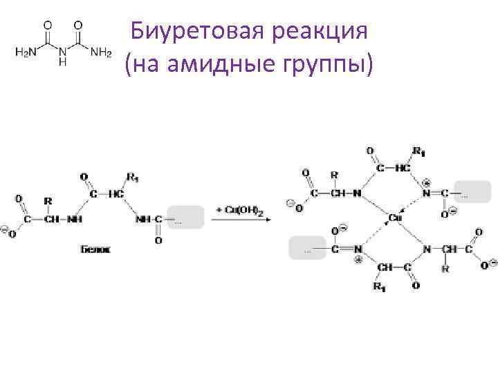 Биуретовая реакция (на амидные группы) 