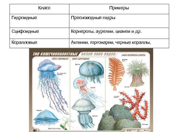 Класс Примеры Гидроидные Пресноводные гидры Сцифоидные Корнероты, аурелии, цианеи и др. Коралловые Актинии,