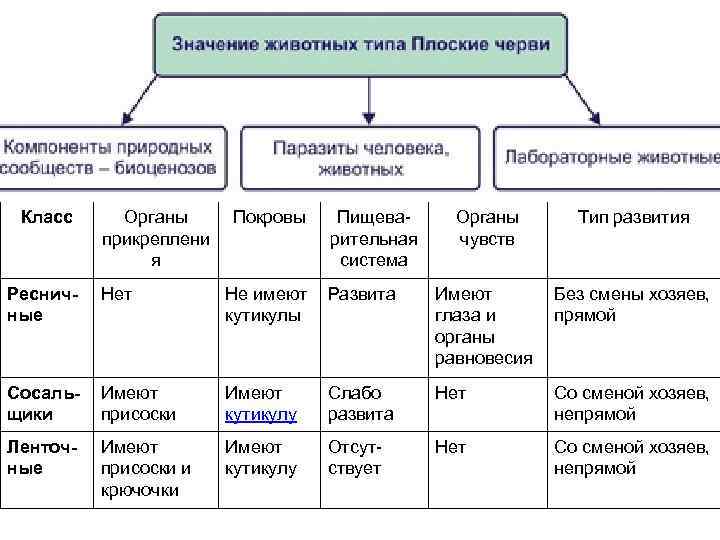 Класс Органы прикреплени я Покровы Пищеварительная система Органы чувств Тип развития Ресничные Нет Не