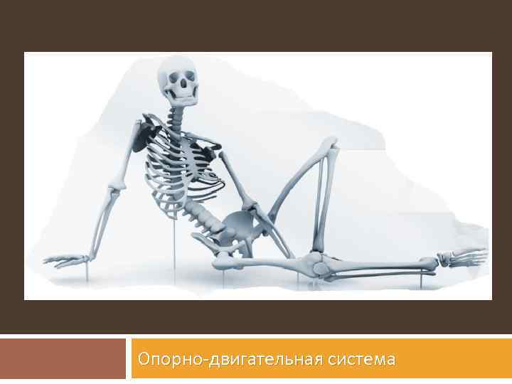 Опорно-двигательная система 