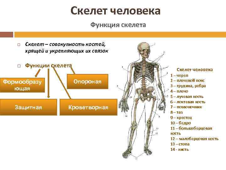 Анатомия и физиология опорно двигательного аппарата презентация